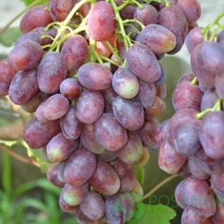 картинка Виноград Ливи Ультра 