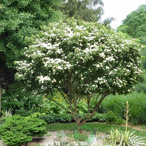 картинка Дерен Коуза китайский (Cornus kousa chinensis)  