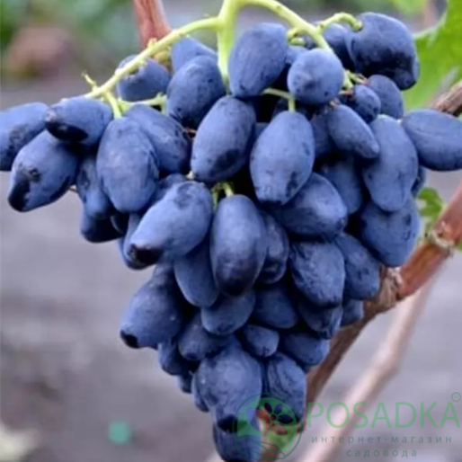 картинка Виноград Ромбик 