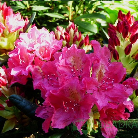 картинка Рододендрон гибридный Jan III Sobieski 10 