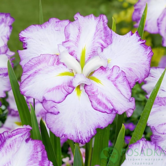 картинка Ирис мечевидный Dinner Plate Tiramisu 