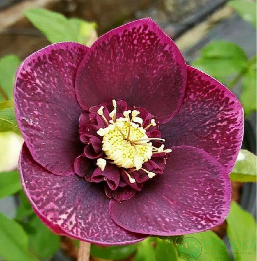 картинка Морозник Anemone Purple Red  картинка Морозник Anemone Purple Red