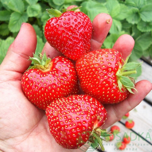 картинка Клубника Фалко 