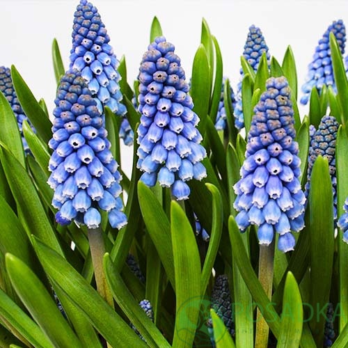 картинка Мускари Big Smile 