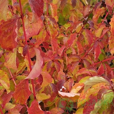 картинка Дёрен кроваво-красный Мидвинтер Фаер 5л 