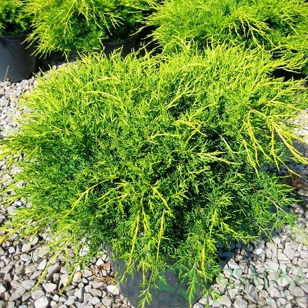 картинка Можжевельник средний Old Gold  