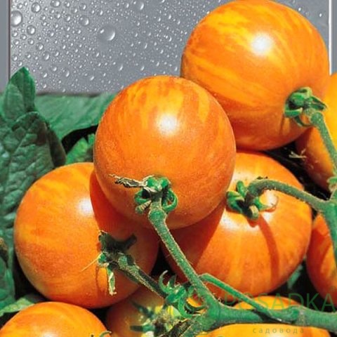 картинка Семена Томат Вернисаж желтый 0.1гр, SeedEra 