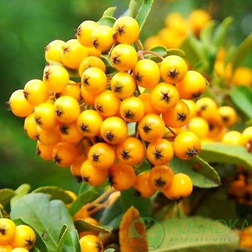 картинка Пираканта Golden Charmer 