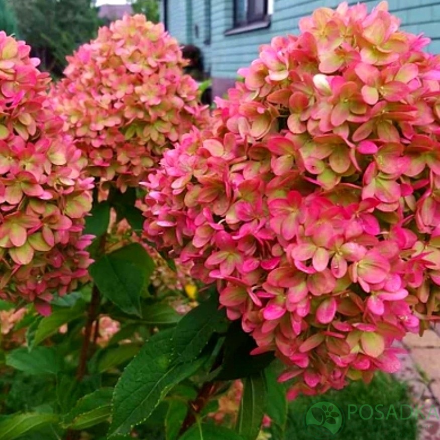 картинка Гортензия метельчатая Мэджикал Кэндл (Magical Candle) 