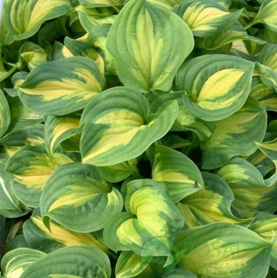 картинка Хоста Enchiladas 