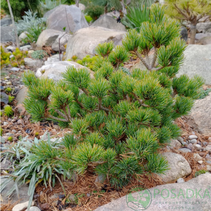 картинка Сосна parviflora Koraku 