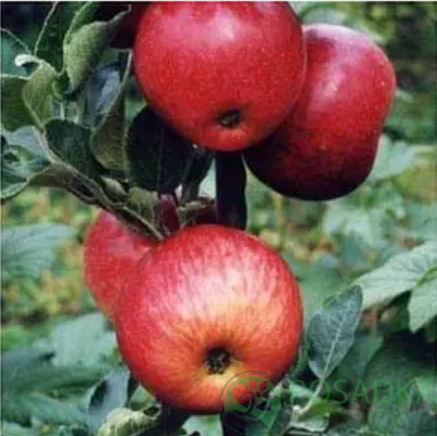 картинка Яблоня колоновидная Спарта 