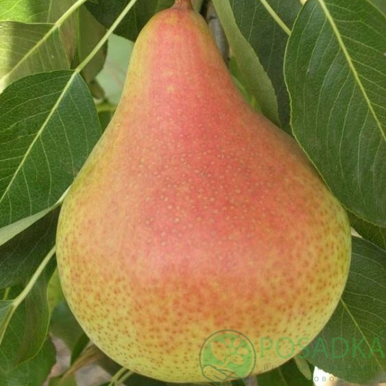 картинка Груша Осень Буковины 