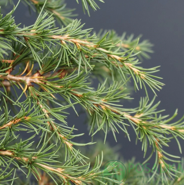 картинка Кедр ливанский Dino (Cedrus libani Dino)  картинка Кедр ливанский Dino (Cedrus libani Dino)