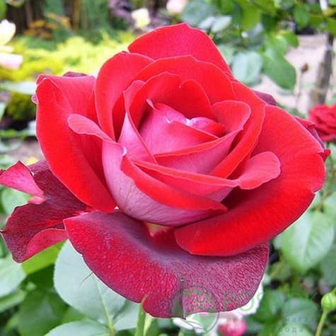 картинка Роза чайно-гибридная Аллилуйя 