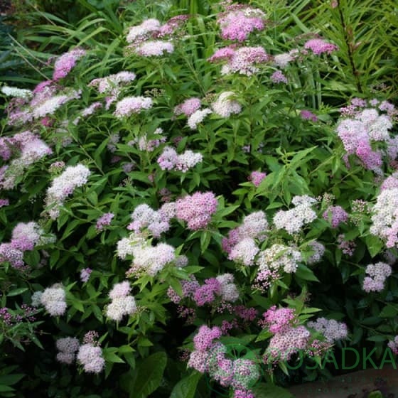 картинка Спирея японская Широбана 