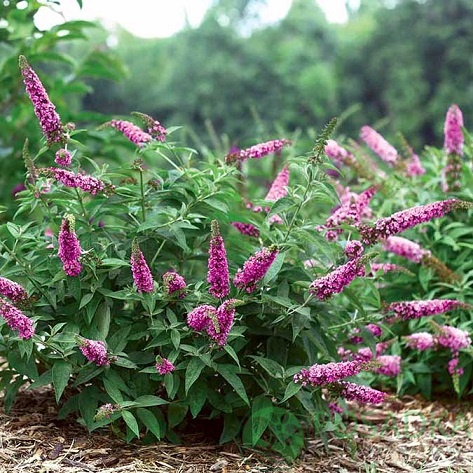 картинка Буддлея Давида Pink Panther 