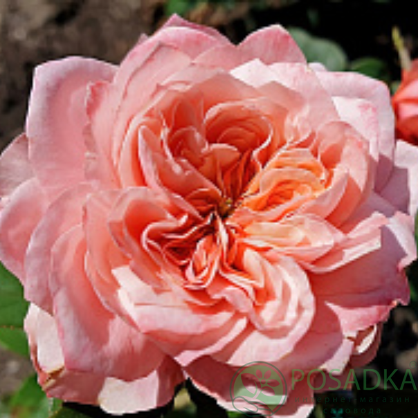 картинка Роза чайно-гибридная Микото С2 