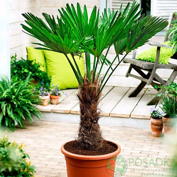 картинка Пальма Трахикарпус 