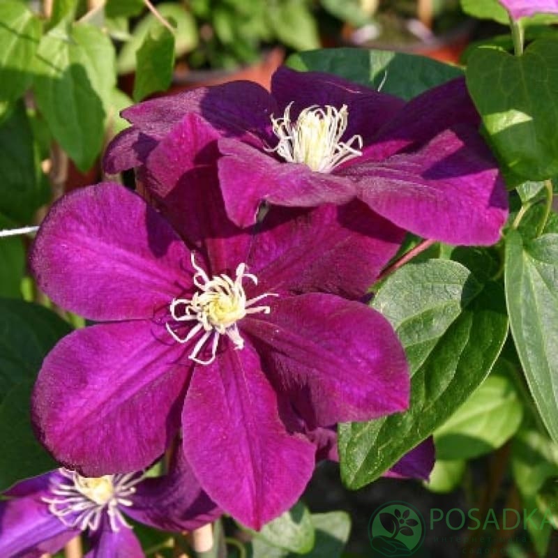 картинка Клематис Monte Cassino 