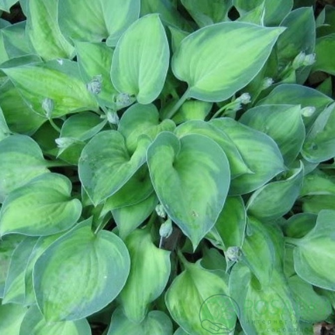 картинка Хоста Tick tock 