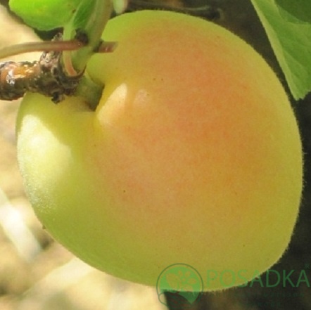 картинка Абрикос Кибо дель Парадисо (Cibo del Paradiso) 