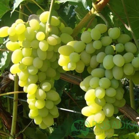 картинка Виноград Плевен 