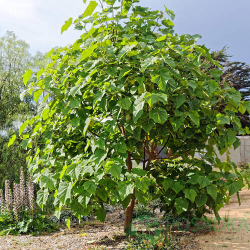 картинка Павловния войлочная (Paulownia tomentosa) 