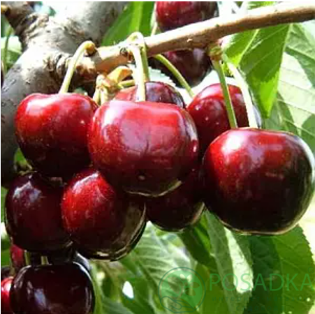 картинка Черешня Гудзон 