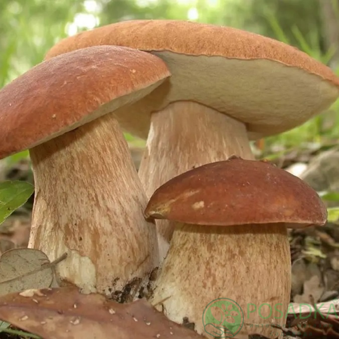 картинка Зарощенный грибной блок Польский гриб, 15 кг 