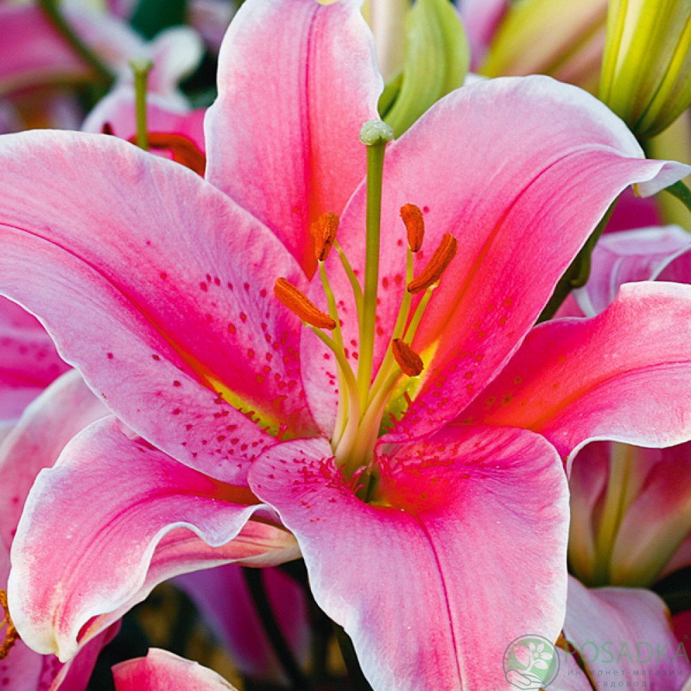 картинка Лилия Sorbonne 