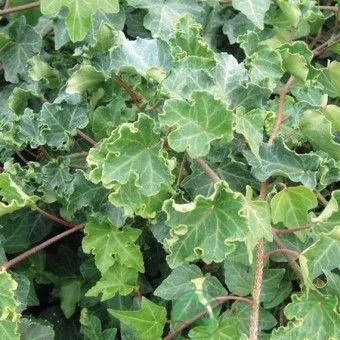 картинка Плющ Ivalace (cristata) 