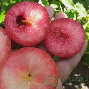 картинка Слива Кримсон Гло 