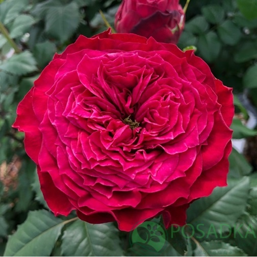 картинка Роза чайно-гибридная Меджик Вувузела С2 