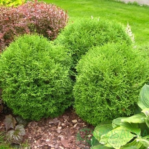 картинка Туя западная 'Umbraculifera' 