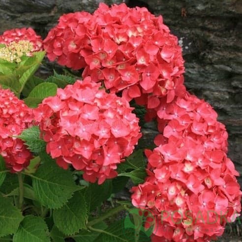 картинка Гортензия крупнолистная 2-х летняя Leuchtfeuer С2 
