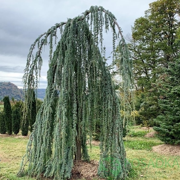 картинка Кедр ливанский Atlantica Glauca Pendula  