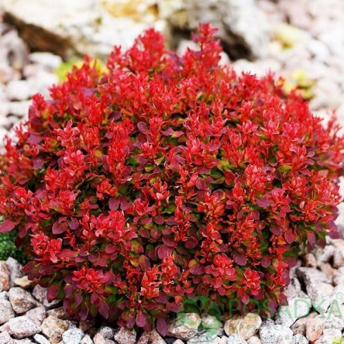 картинка Барбарис средний Red Jewe (Ред Джевел) 