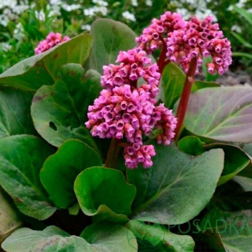 картинка Бадан сердцелистный (бергения) Rotblum 