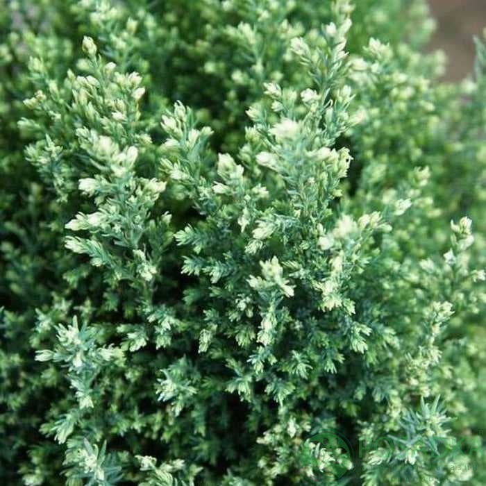 картинка Кипарисовик лавсона Snow White 