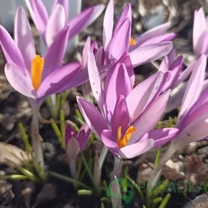 картинка Крокус Roseus 