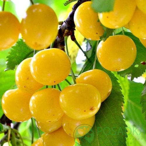 картинка Черешня Желточек 