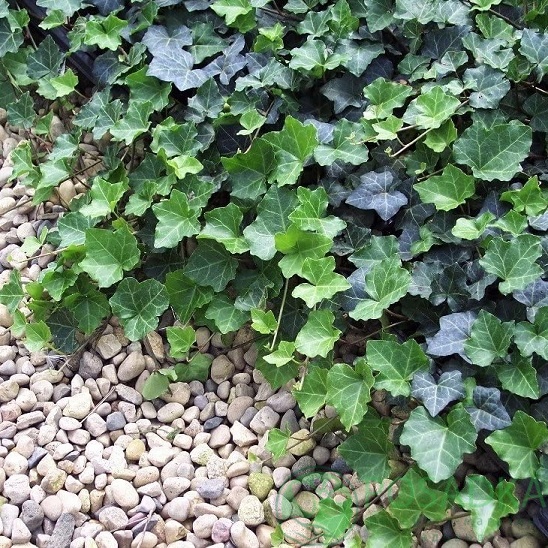 картинка Плющ обыкновенный Thorndale  картинка Плющ обыкновенный Thorndale