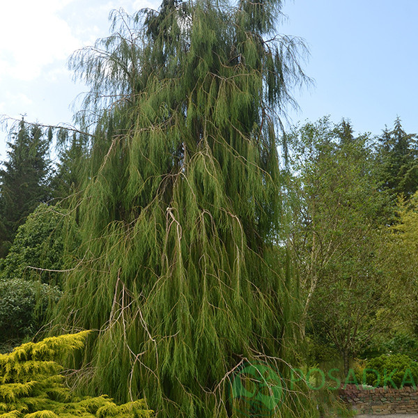 картинка Кипарисовик Лавсона Imbricata Pendula 