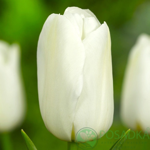 картинка Тюльпан White Dynasty 