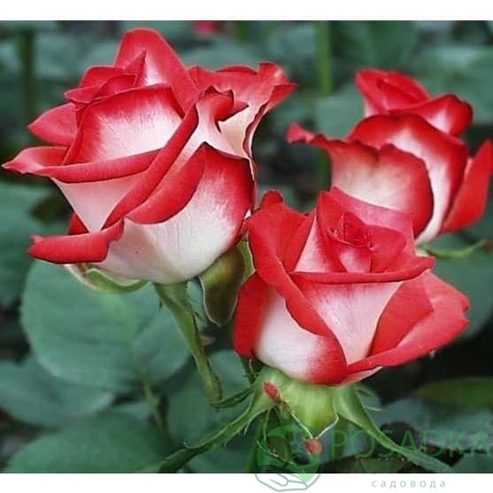 картинка Роза чайно-гибридная Латин Леди 