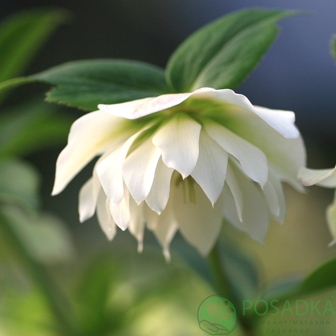 картинка Морозник Double White 