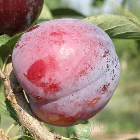 картинка Слива Гайа 