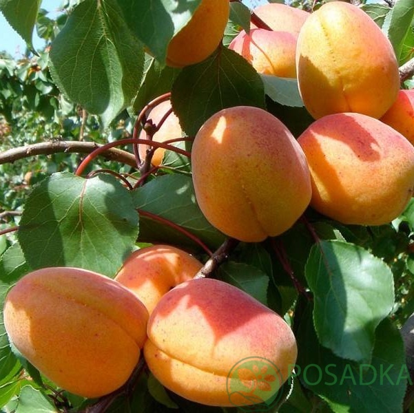 картинка Абрикос Вертидж 