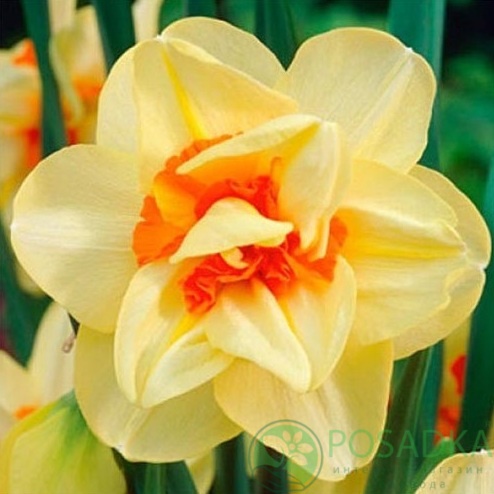 картинка Нарцисс Double Fashion (3 шт) 